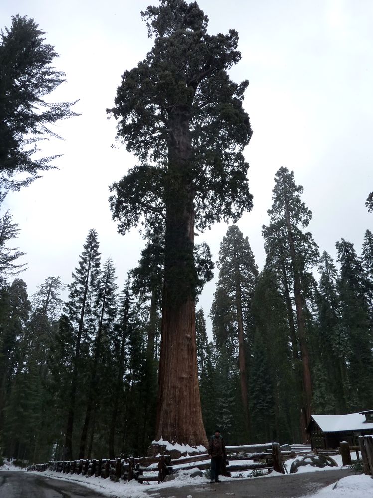 Sequoia parc(16).JPG